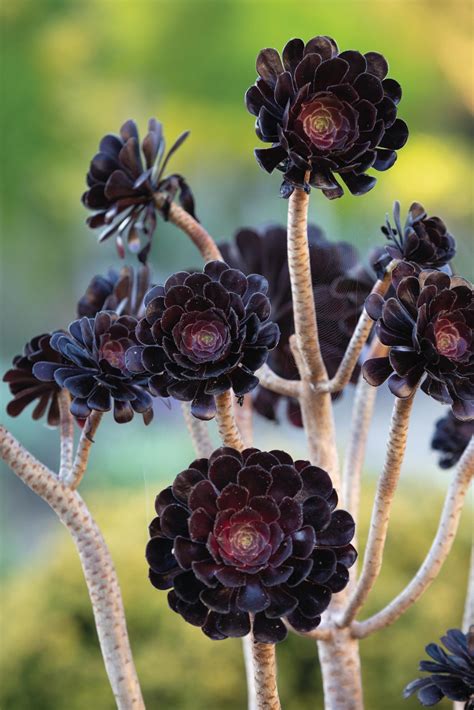 How to Grow and Care for Aeoniums .